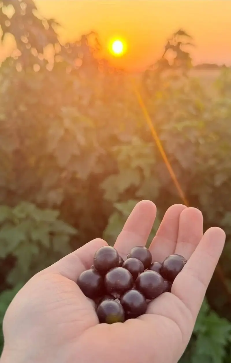 A handful of ripe black currants held up against a golden sunset over the fruit rows